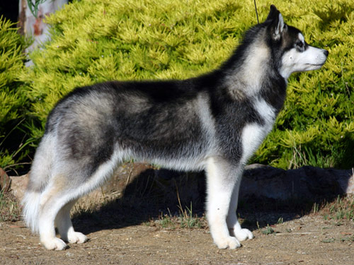 Siberian Husky dog