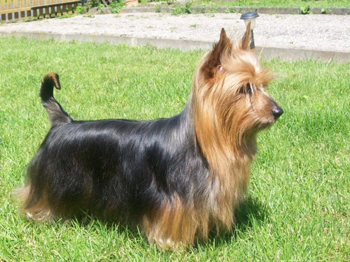 Silky Terrier dog pictures