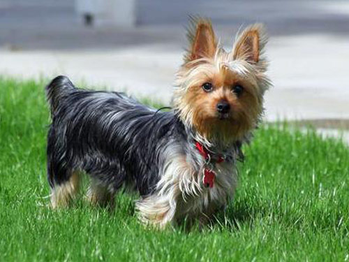Silky Terrier dog pictures