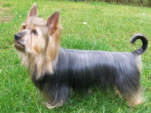 Silky Terrier dog pictures