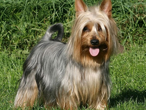 Silky Terrier dog pictures
