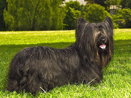 Skye Terrier dog