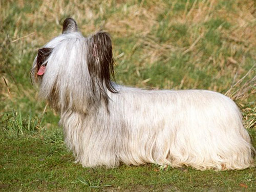 Skye Terrier dog pictures