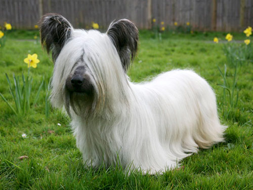 Skye Terrier dog pictures