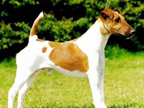 Smooth Fox Terrier dog pictures