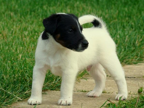 Smooth Fox Terrier dog pictures