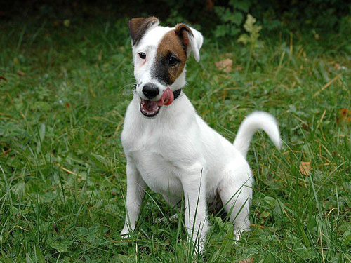 Smooth Fox Terrier dog pictures