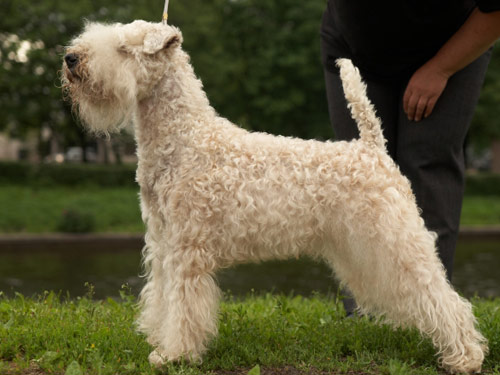 Soft Coated Wheaten Terrier dog