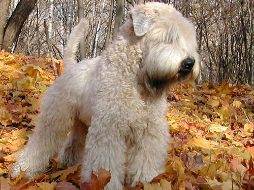 Soft Coated Wheaten Terrier dog pictures
