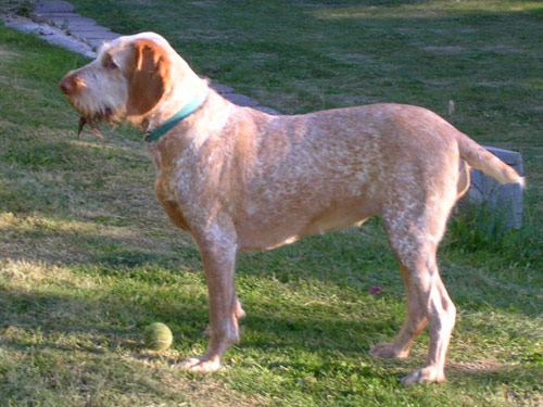 Spinone Italiano dog pictures