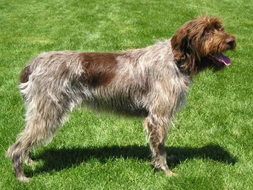 Spinone Italiano dog