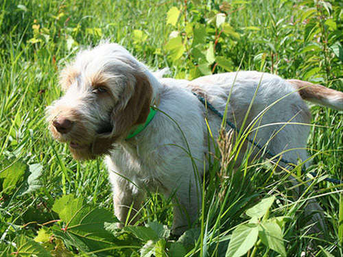 Spinone Italiano dog