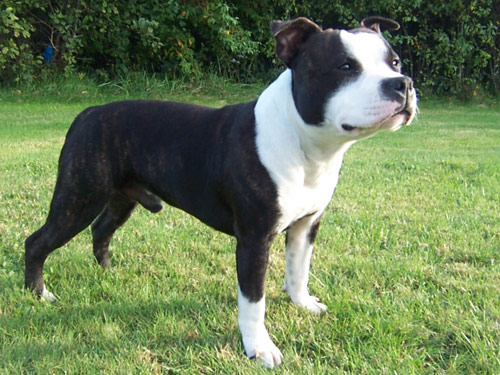Staffordshire Bull Terrier dog pictures