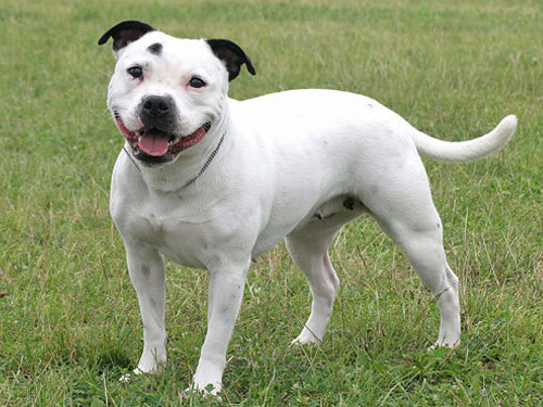 Staffordshire Bull Terrier dog pictures