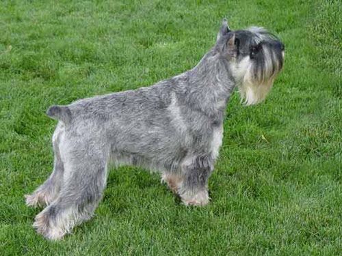 Standard Schnauzer dog