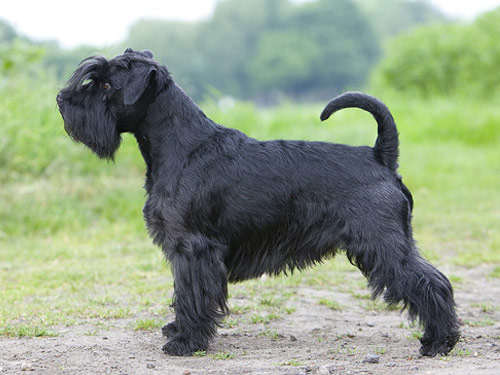Standard Schnauzer dog