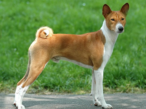 Basenji dog