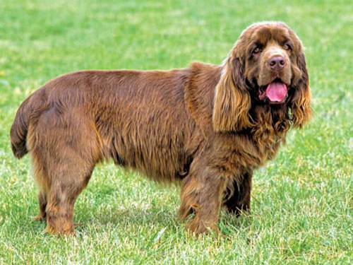 Sussex Spaniel dog pictures