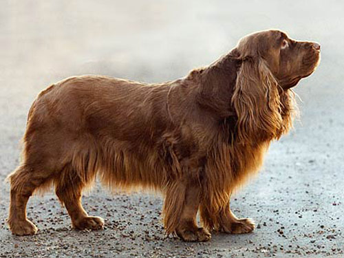 Sussex Spaniel dog pictures