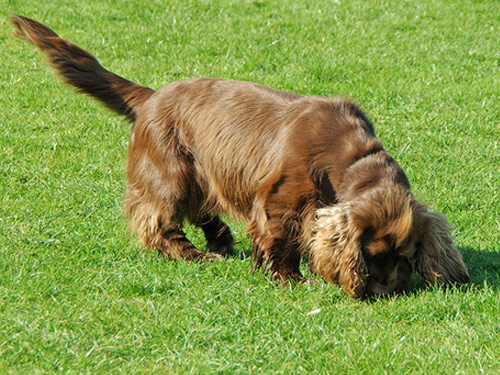 Sussex Spaniel dog