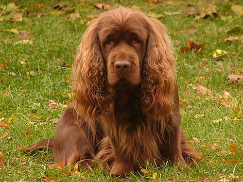 Sussex Spaniel dog