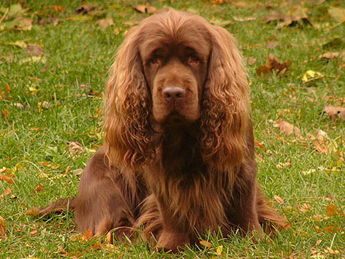 Sussex Spaniel dog pictures