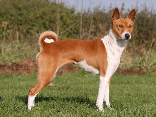 Basenji dog