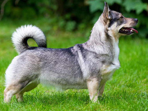 Swedish Vallhund dog