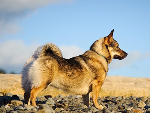 Swedish Vallhund dog