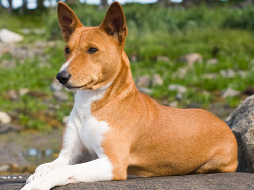 Basenji dog