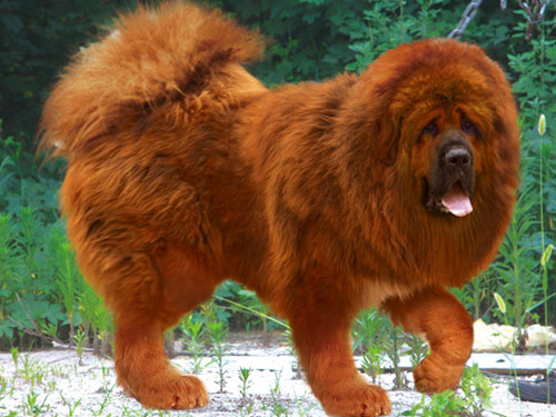 Tibetan Mastiff dog pictures