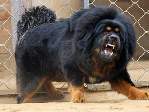 Tibetan Mastiff dog pictures