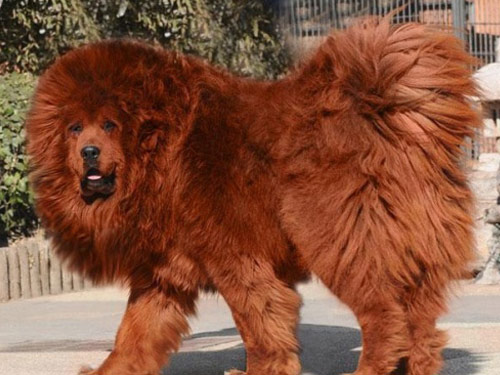 Tibetan Mastiff dog pictures
