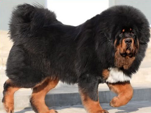 Tibetan Mastiff dog pictures