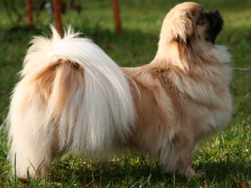 Tibetan Spaniel dog