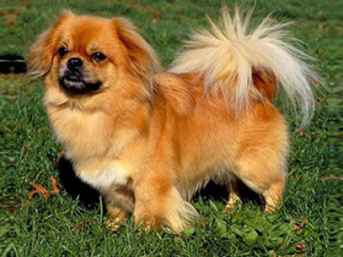 Tibetan Spaniel dog pictures