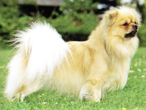 Tibetan Spaniel dog pictures