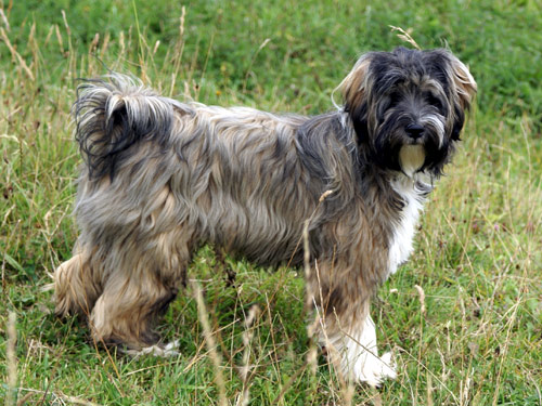 Tibetan Terrier dog pictures