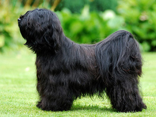 Tibetan Terrier dog pictures