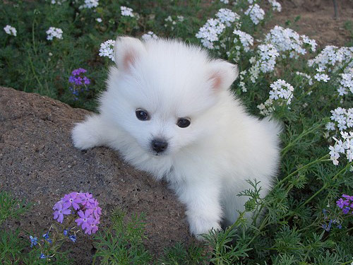 Toy American Eskimo  dog pictures