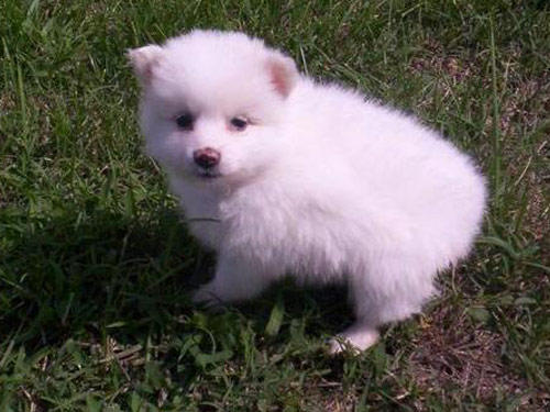 Toy American Eskimo  dog pictures