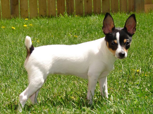 Toy Fox Terrier dog