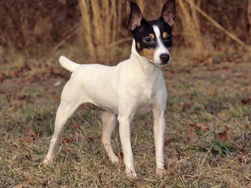 Toy Fox Terrier dog pictures