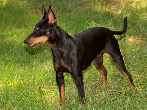 Toy Manchester Terrier dog pictures