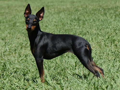 Toy Manchester Terrier dog pictures