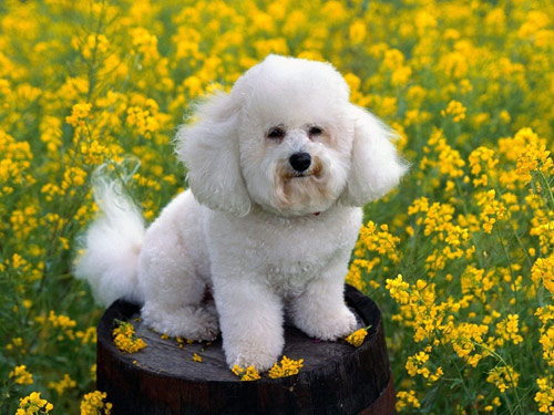 Toy Poodle dog pictures