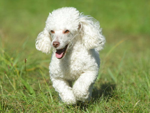 Toy Poodle dog pictures