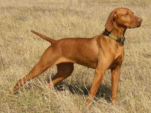 Vizsla dog