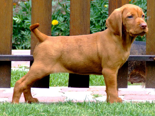 Vizsla dog
