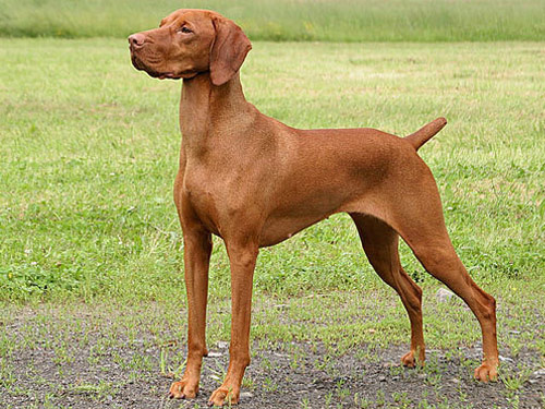 Vizsla dog